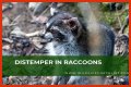 Can Raccoons Get Distemper? - Kylon Powell